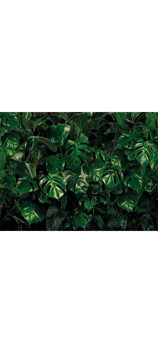 Fototapet Tropical Wall, Komar, verde intens, 400x250 cm