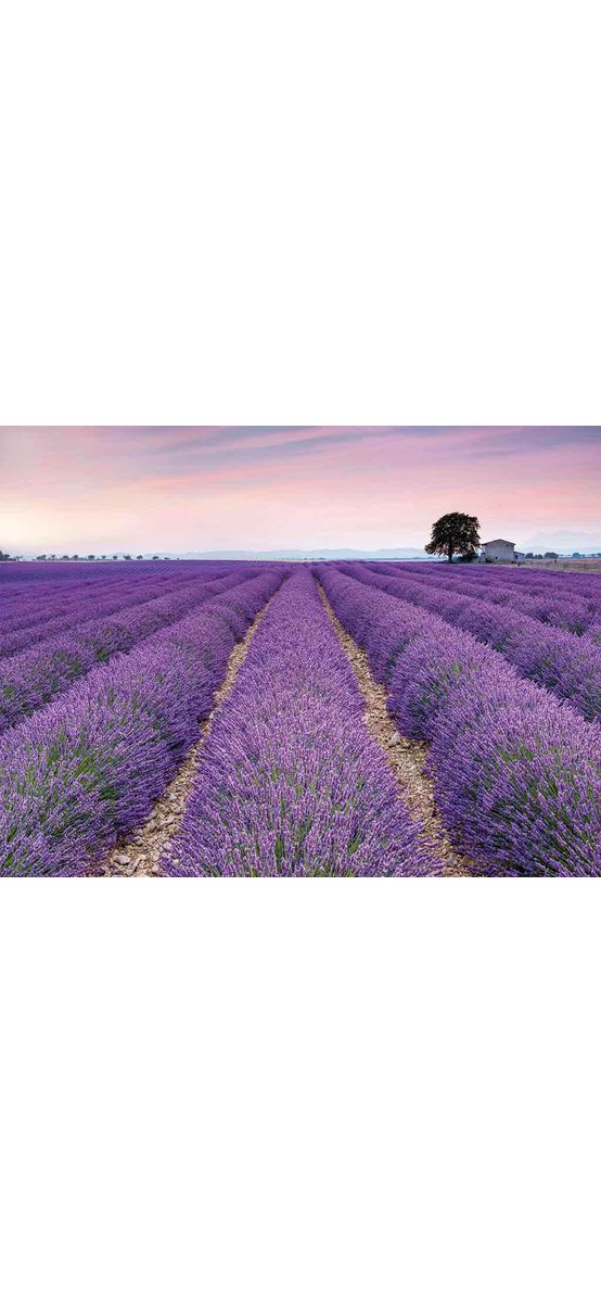 Fototapet floral Provence, Komar, peisaj câmp de lavandă, 400x260 cm