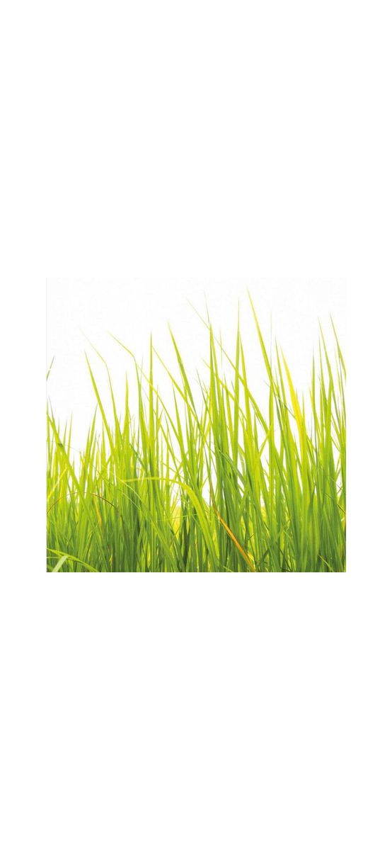 Fototapet High Grass, WG, model iarbă verde, 240x260 cm
