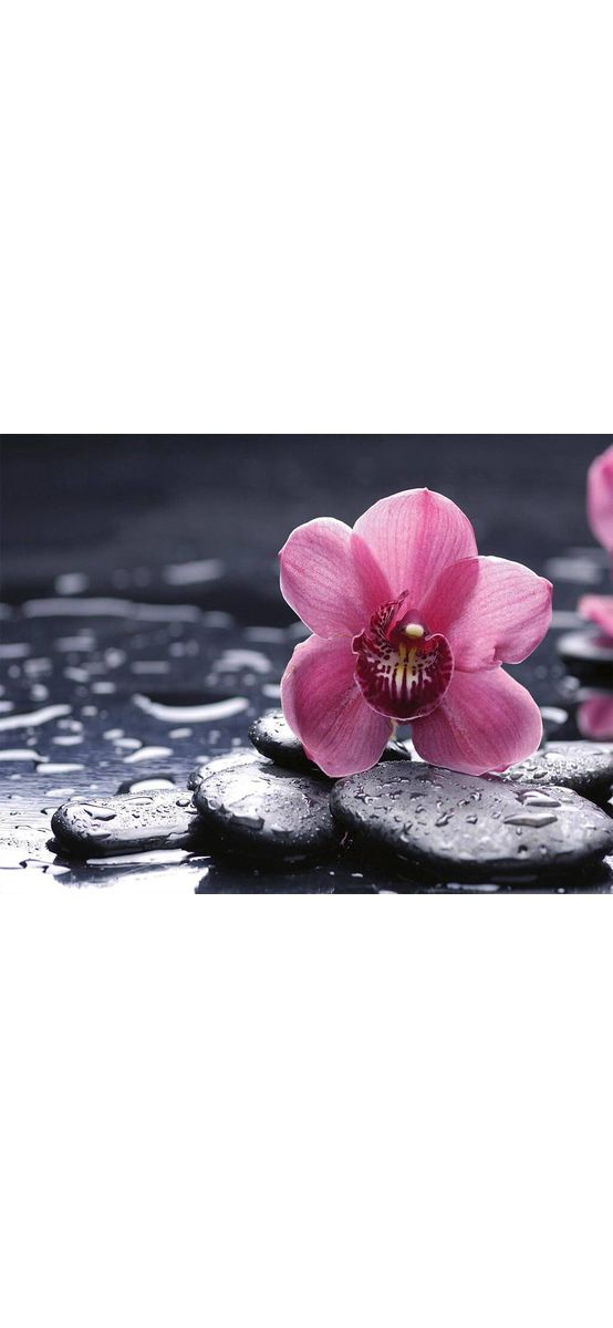 Fototapet floral, Dimex, orhidee mov, 375x250 cm