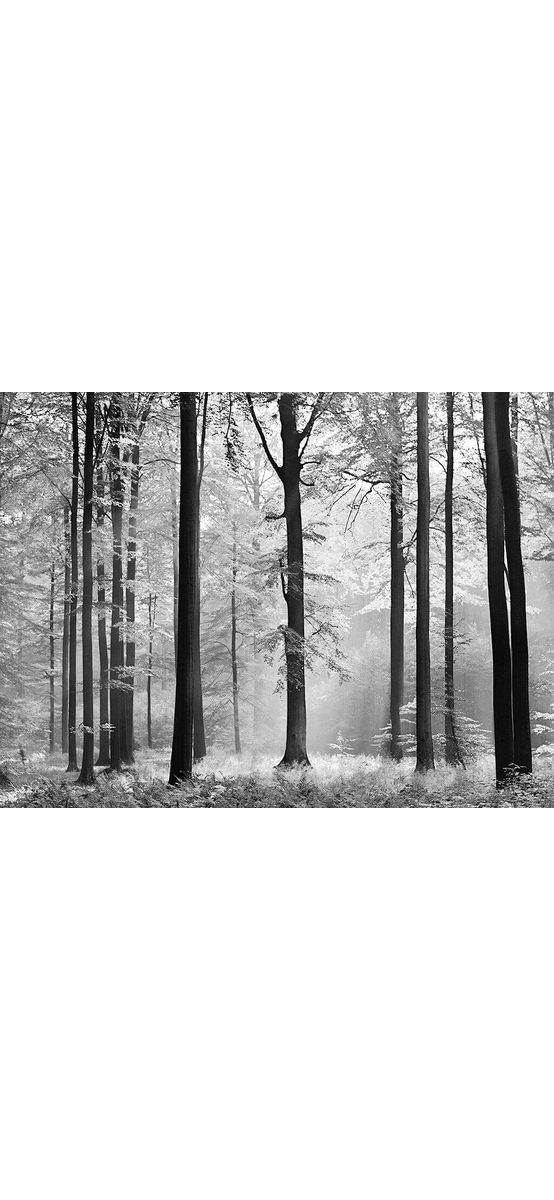 Fototapet peisaj Pădure Avalon, WG, alb-negru, 366x254 cm