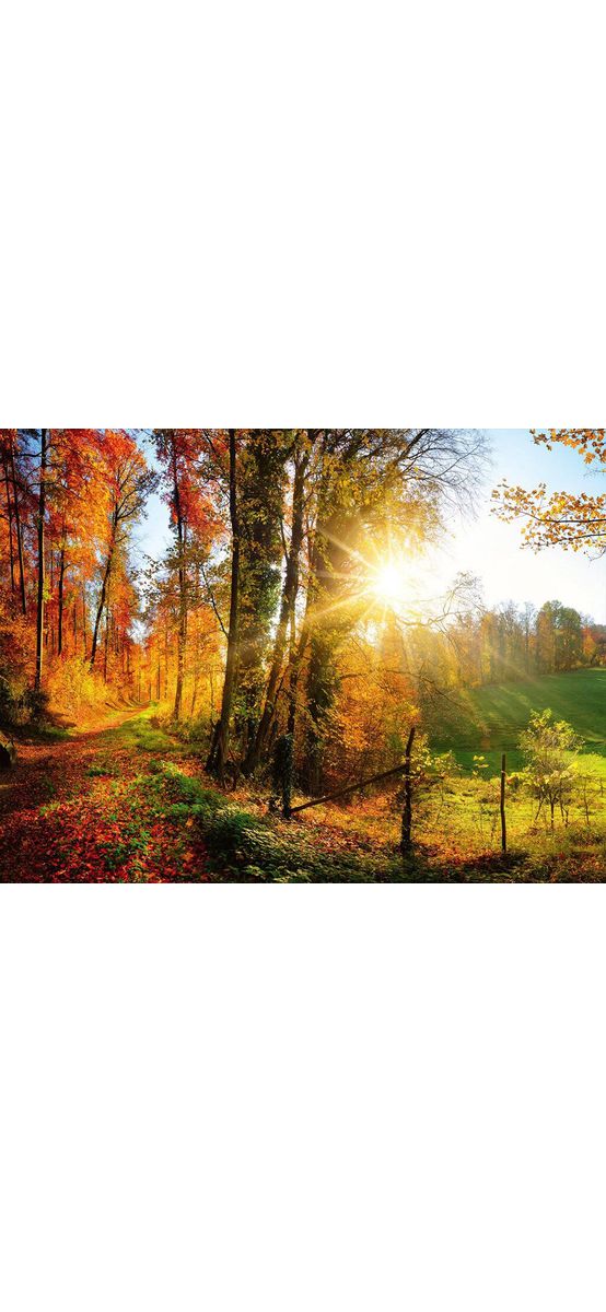 Fototapet peisaj pădure, Dimex, Forest walk, 375x250 cm
