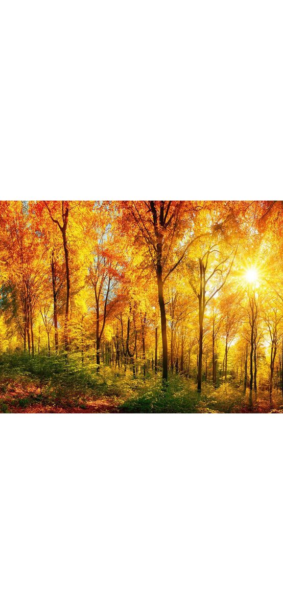 Fototapet peisaj pădure, Dimex, Sunny forest, 375x250 cm