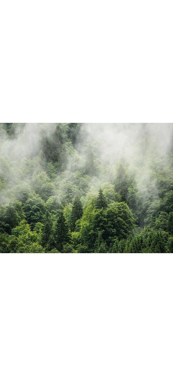 Fototapet peisaj Forest Land, Komar, verde, 400x250 cm