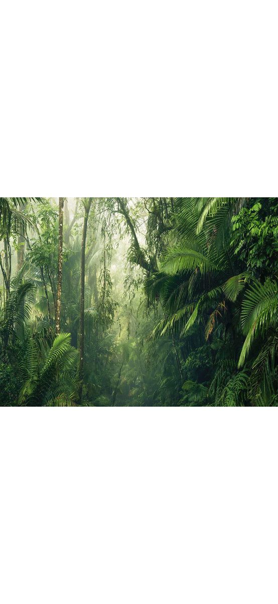 Fototapet pădure tropicală Tropenwelten, Komar, verde, 500x250 cm