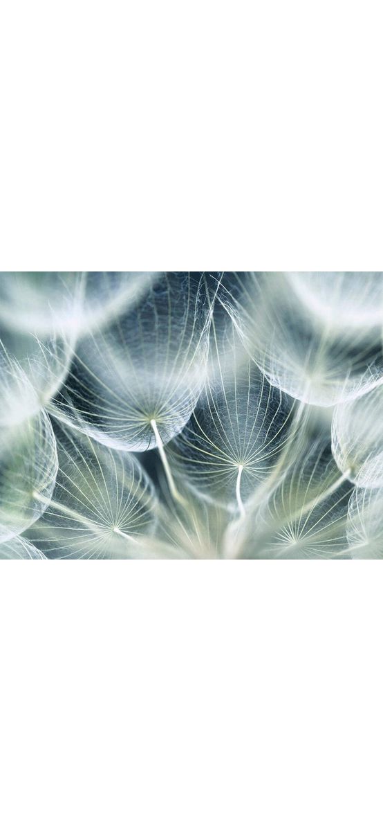 Fototapet păpădie, Dimex, 375x250 cm