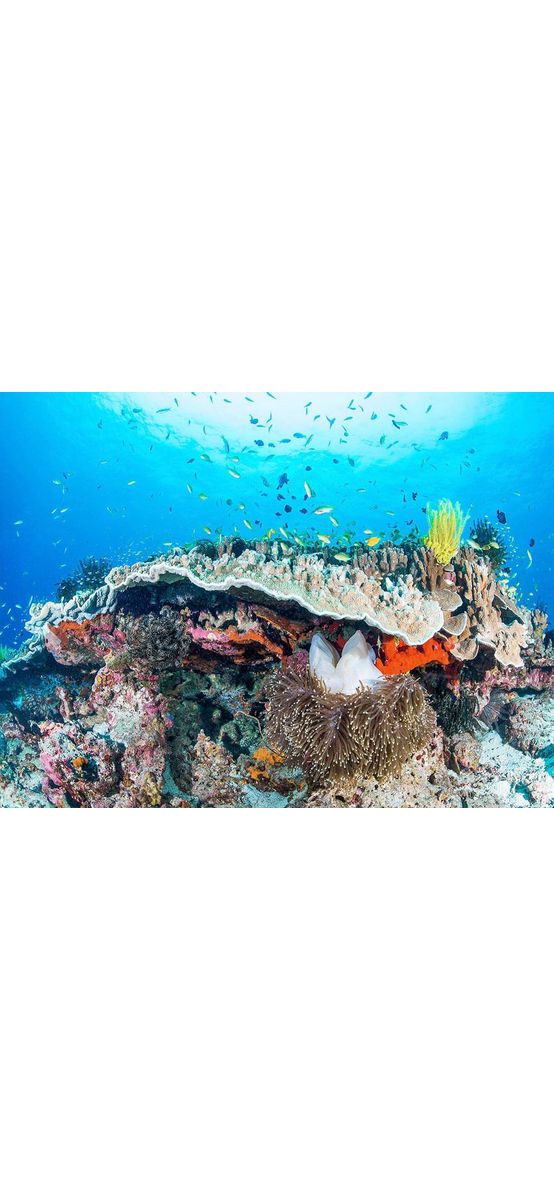 Fototapet peisaj marin, Komar, Coral Reef, multicolor, 400x280 cm