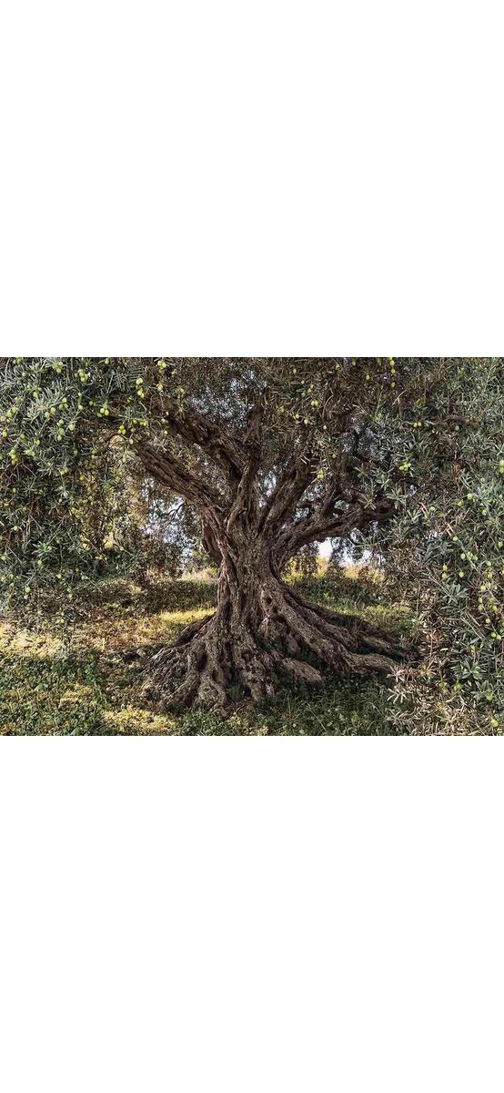 Fototapet peisaj Olive Tree, Komar, imaginea unui măslin, 368x254 cm