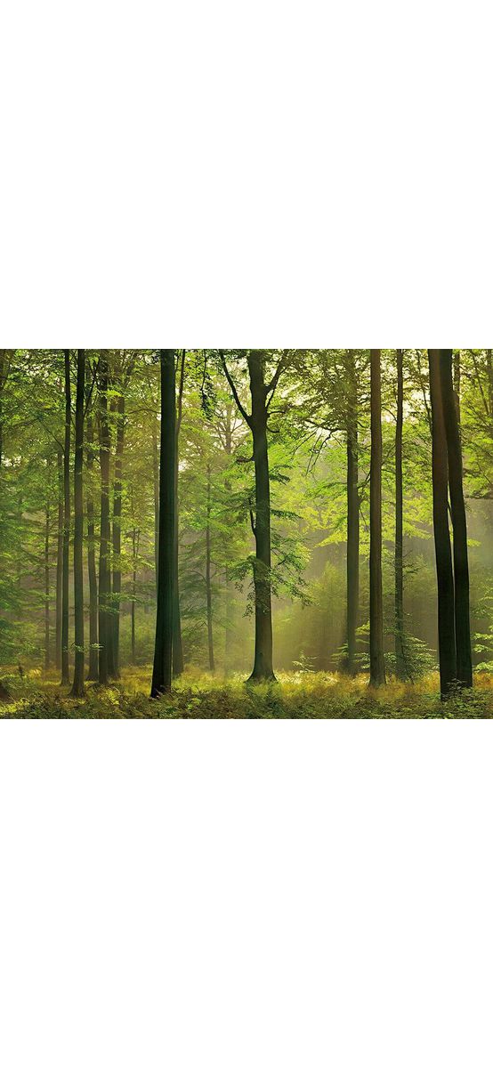 Fototapet Autumn Forest, WG, peisaj pădure, 366x254 cm