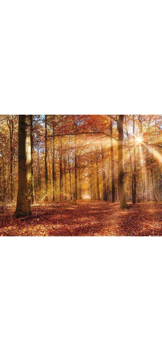 Fototapet Golden Dawn, Komar, decorațiune pentru perete, fototapet peisaj pădure