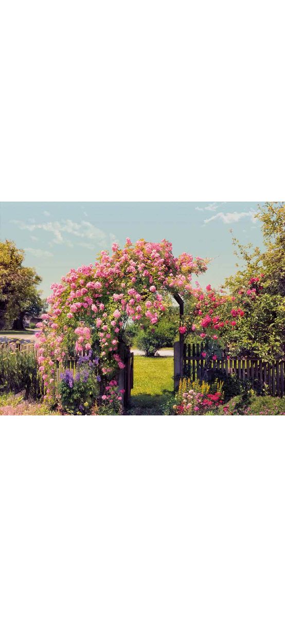 Fototapet Grădina cu trandafiri, Komar, peisaj multicolor, 368x254 cm