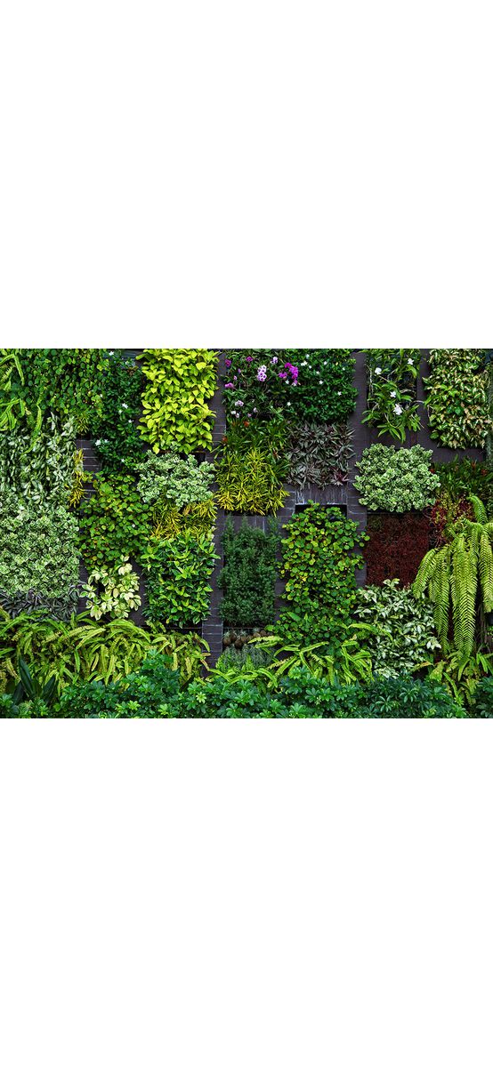 Fototapet plante verzi, Erismann, Hanging Garden, 400x270 cm