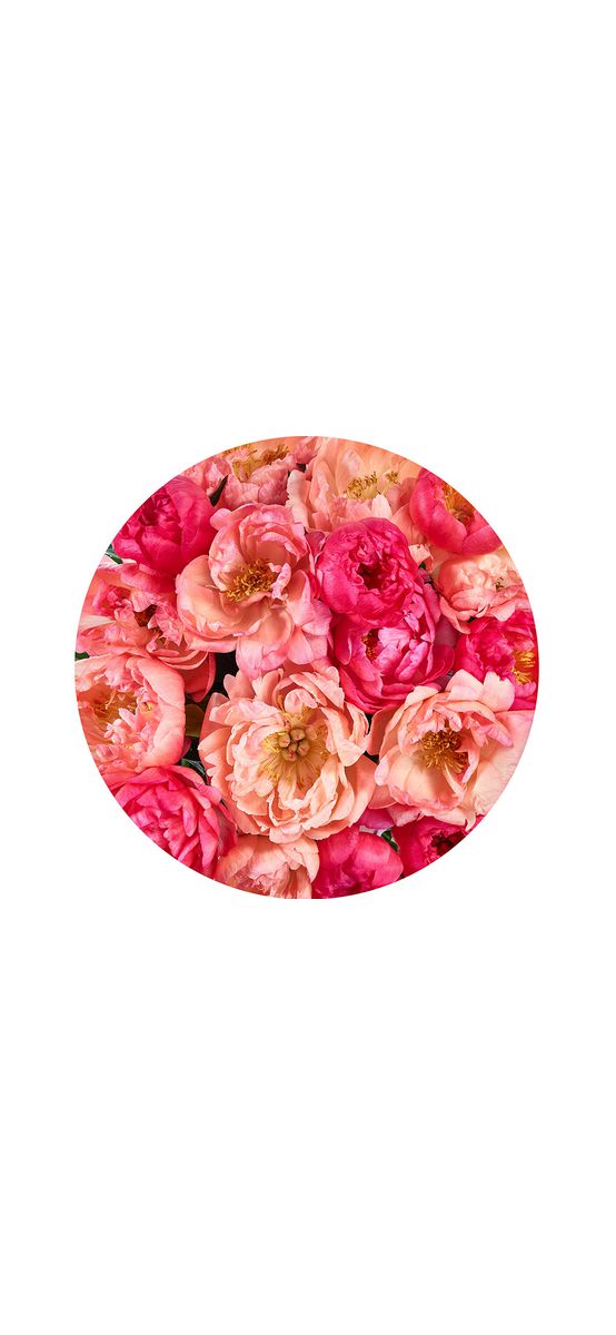 Fototapet rotund Roseraie, Komar, model floral roz, autoadeziv, 125 cm diametru