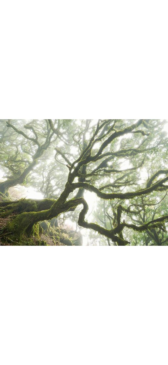 Fototapet peisaj The forgotten forest, Komar, verde, 400x250 cm