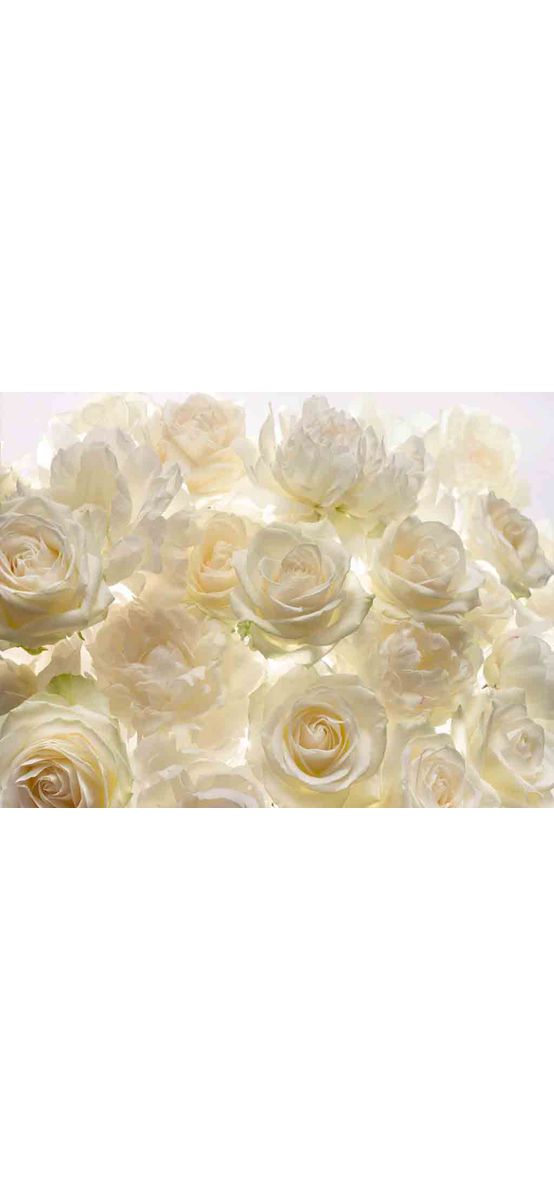 Fototapet floral alb Shalimar, Komar, imprimeu trandafiri, pe suport vlies, 368 x 248 cm