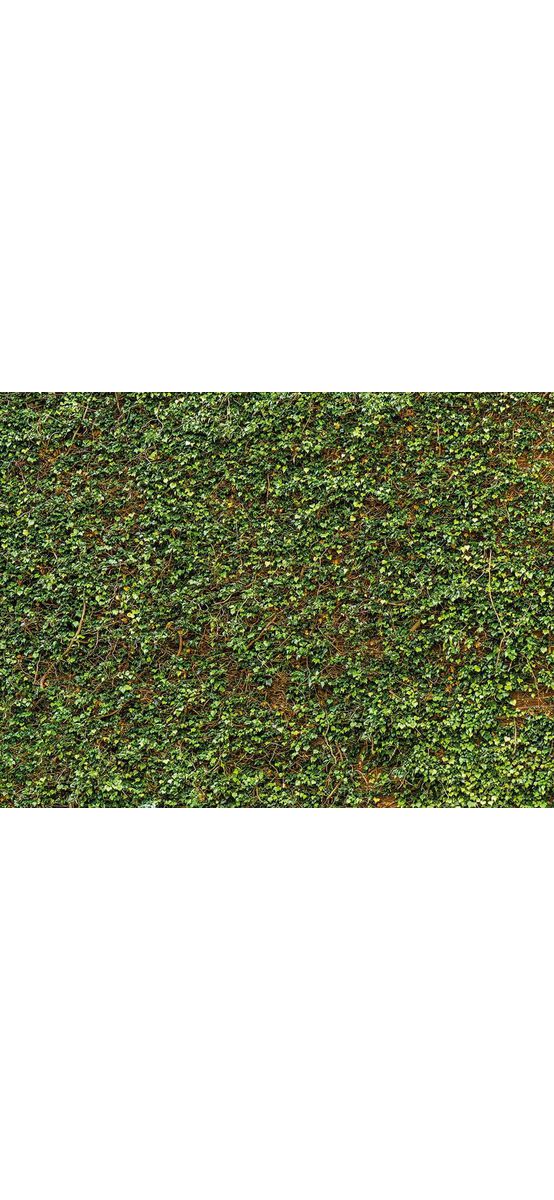 Fototapet frunze Ivy Wall