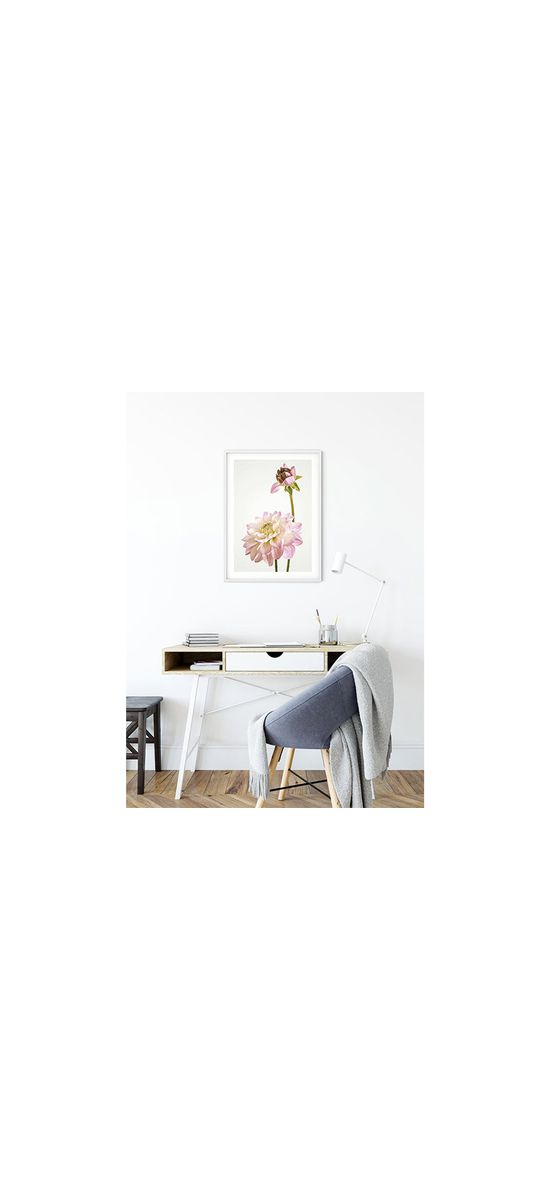 Tablou floral roz pal Dahlia, Komar Art Poster, în ramă din lemn alb şi protecţie din plexiglass, 40x50 cm