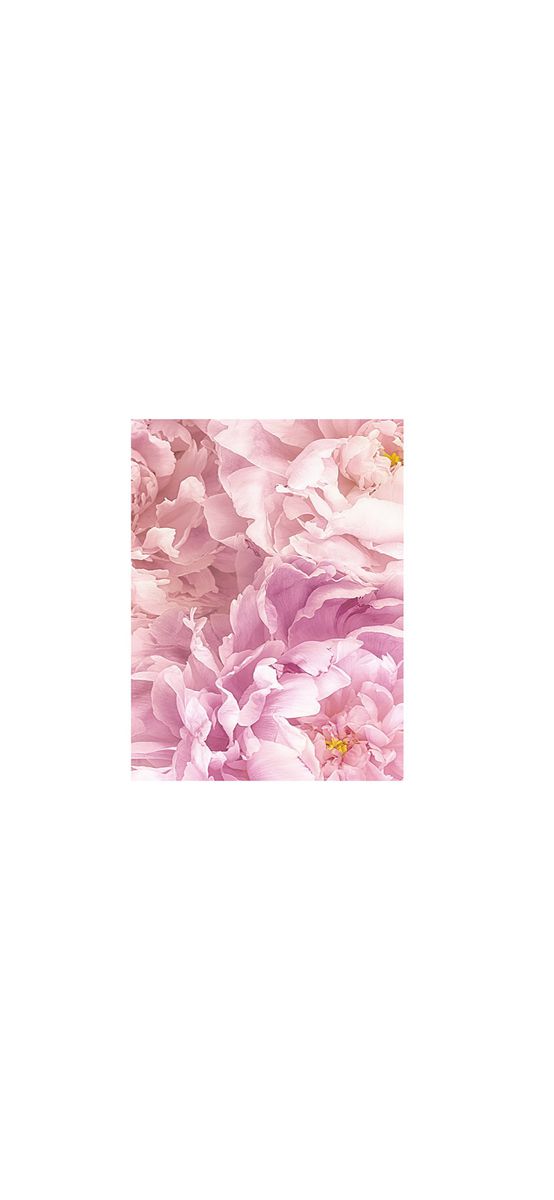 Tablou floral bujori roz, Komar Soave, cu ramă din lemn alb şi protecţie din plexiglass, 50x70 cm