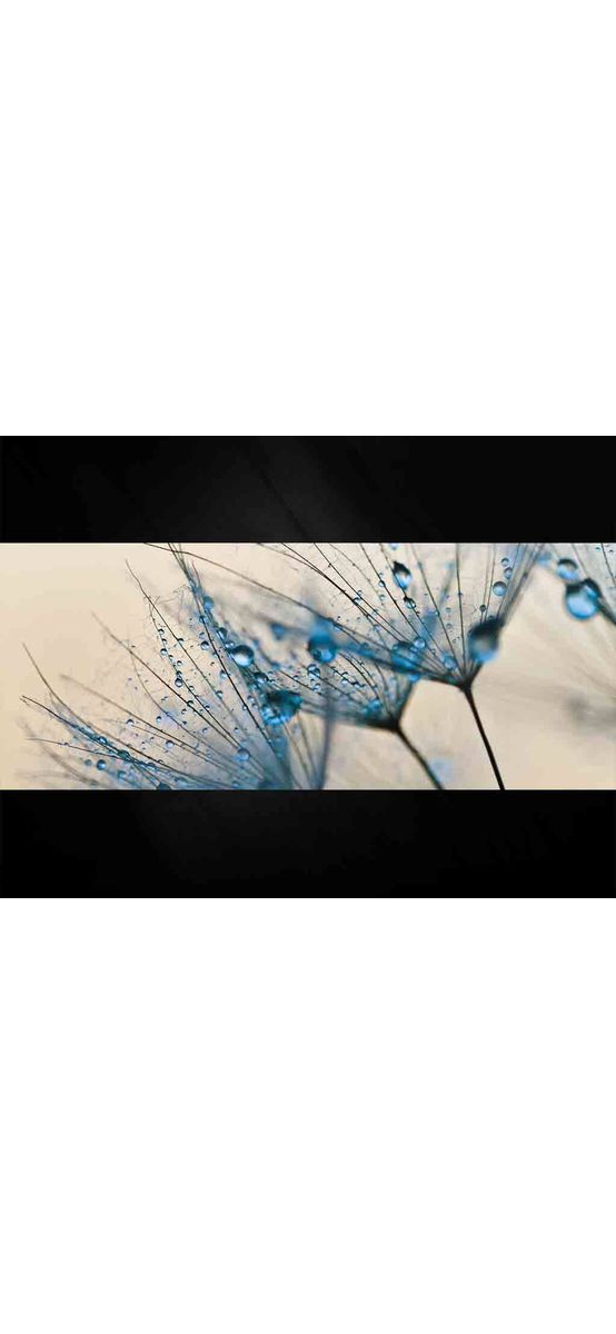 Tablou sticlă Dandalion Seed