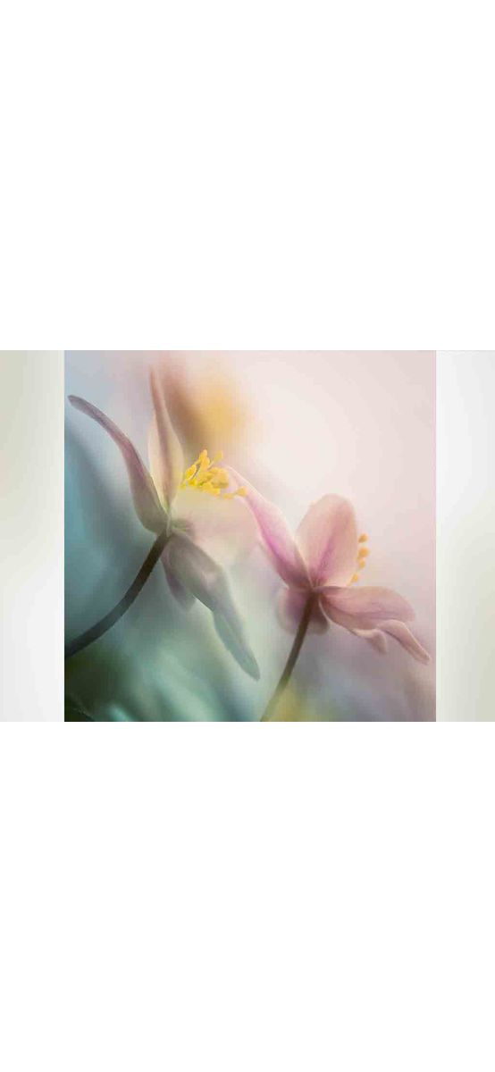 Tablou Gentle Flowers, Eurographics, din sticlă, imprimeu floral, multicolor, 20x20 cm