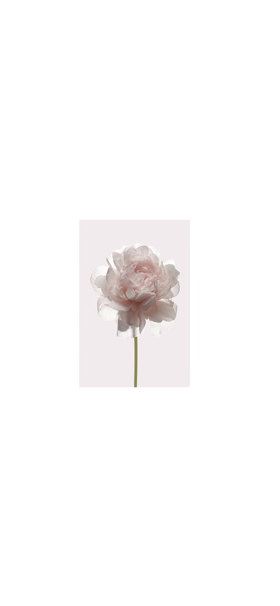 Tablou floral crem Rose, Komar, Art Poster printat digital, în ramă albă, 40x30 cm