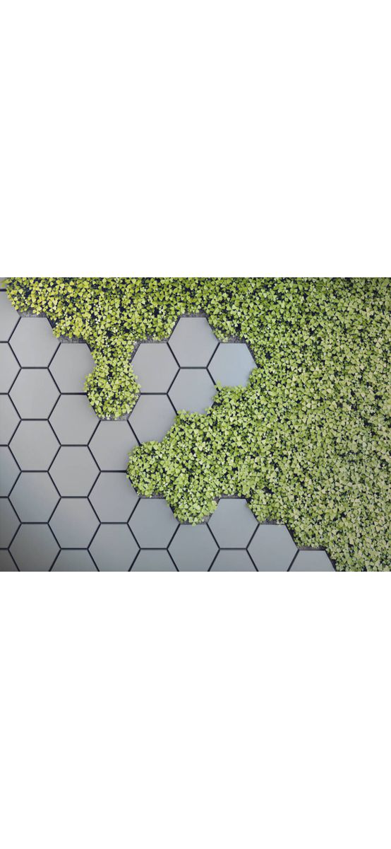 Fototapet 3D Green Vertical Garden, hexagoane gri si plante verzi, 400x260 cm