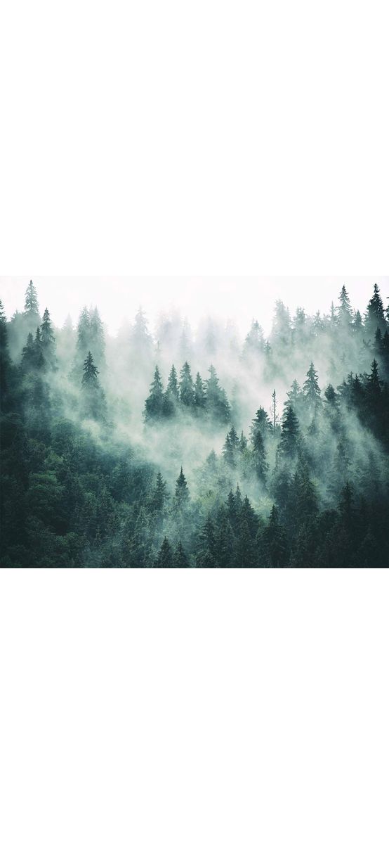 Fototapet autoadeziv, Dimex Foggy Forest, peisaj pădure in ceaţă, 375x250 cm