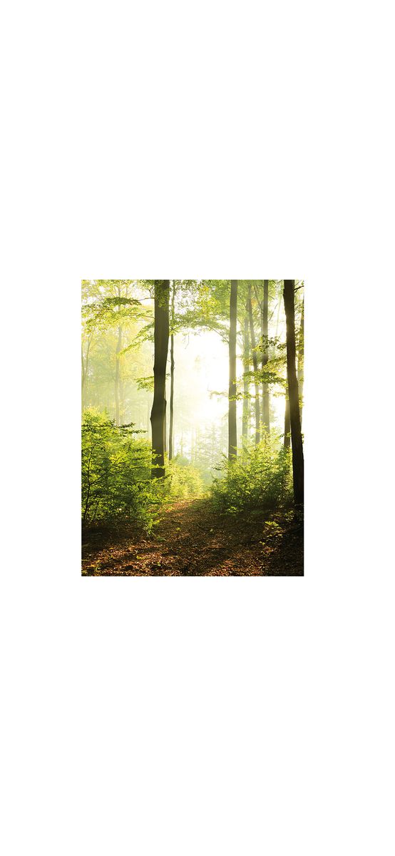 Fototapet peisaj pădure, Marburg 47221, verde, 212x270 cm